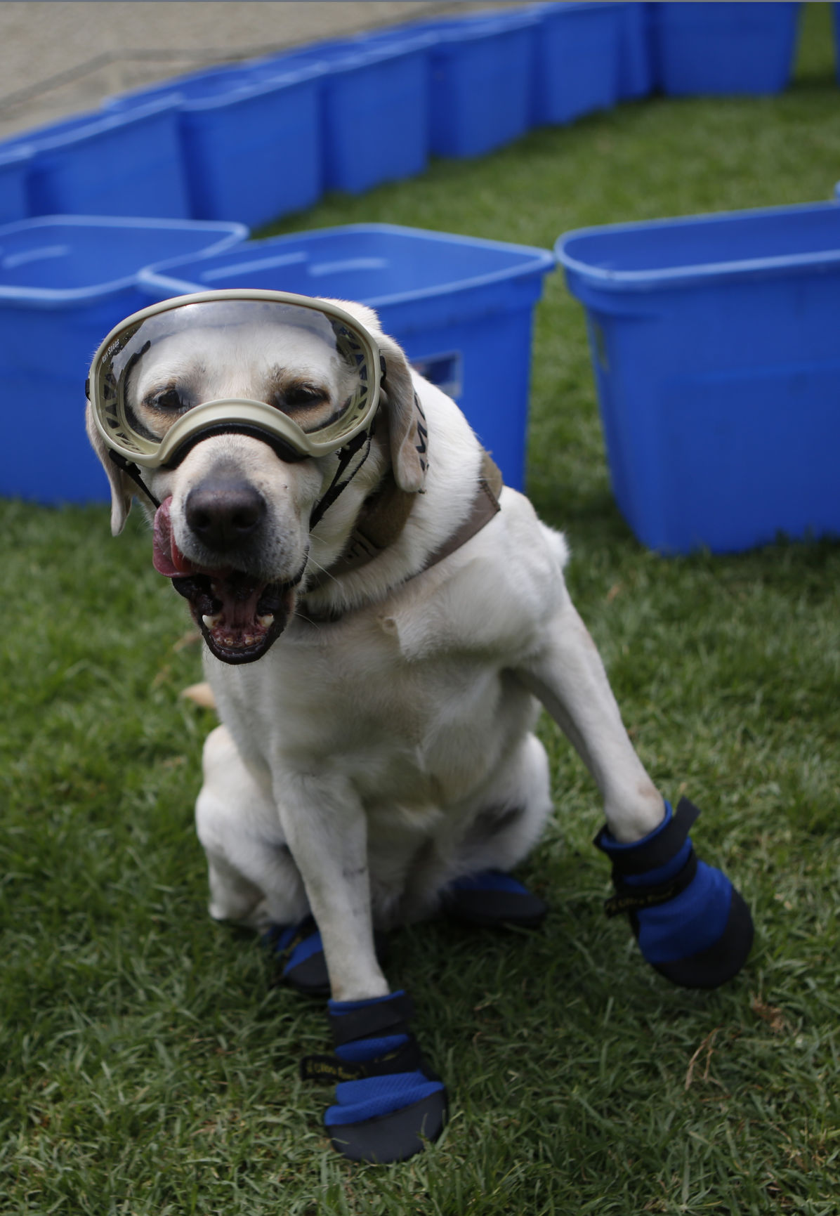 Mexico Quake Rescue Dog